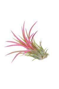 Tillandsia Ionantha Red egarden.store online
