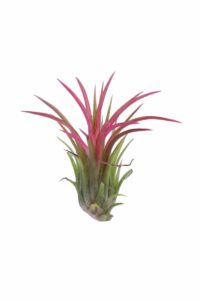 Tillandsia Ionantha Red egarden.store online