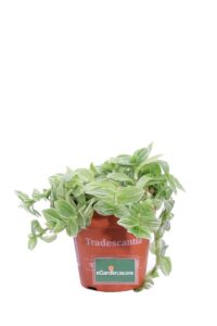 Tradescantia Fluminensis Albovittata v12 egarden.store online
