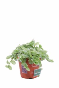 Tradescantia Fluminensis Albovittata v12 egarden.store online