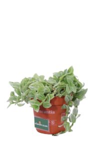 Tradescantia Fluminensis Albovittata v12 egarden.store online