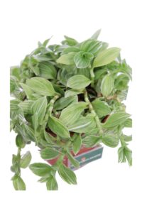 Tradescantia Fluminensis Albovittata v12 egarden.store online
