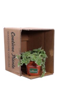 Tradescantia Fluminensis Albovittata