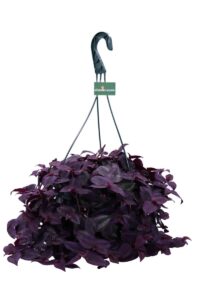 Tradescantia Purple Heart v14 egarden.store online