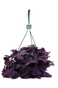 Tradescantia Purple Heart v14 egarden.store online