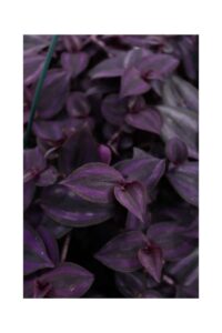 Tradescantia Purple Heart v14 egarden.store online