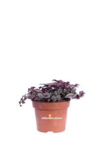 Tradescantia Purple Passion v12 egarden.store 1 Tradescantia Purple Passion