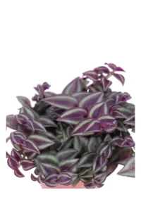 Tradescantia Purple Passion v12 egarden.store 2 Tradescantia Purple Passion v12 egarden.store online