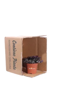 Tradescantia Purple Passion v12 egarden.store 3 Tradescantia Purple Passion