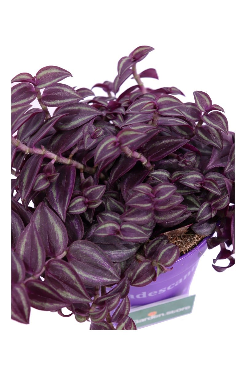 Tradescantia Purple Passion v12 egarden.store online