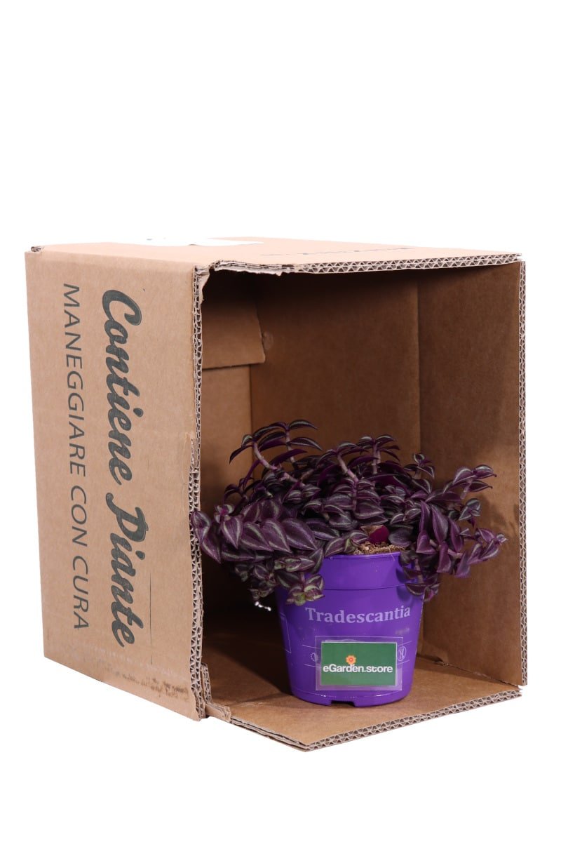 Tradescantia Purple Passion v12 egarden.store online
