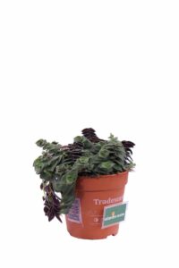 Tradescantia v12 egarden.store online