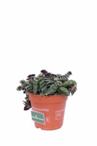 Tradescantia v12 egarden.store online