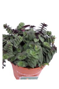 Tradescantia v12 egarden.store online