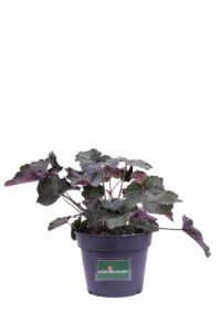 heuchera micrantha palace purple v12 egarden.store online