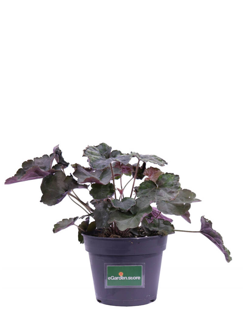 heuchera micrantha palace purple v12 egarden.store online