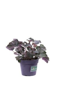 heuchera micrantha palace purple v12 egarden.store online