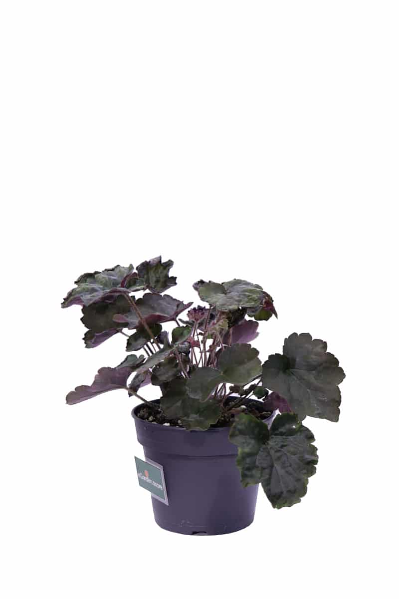 heuchera micrantha palace purple v12 egarden.store online
