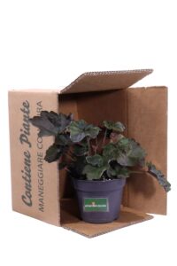 heuchera micrantha palace purple v12 egarden.store online