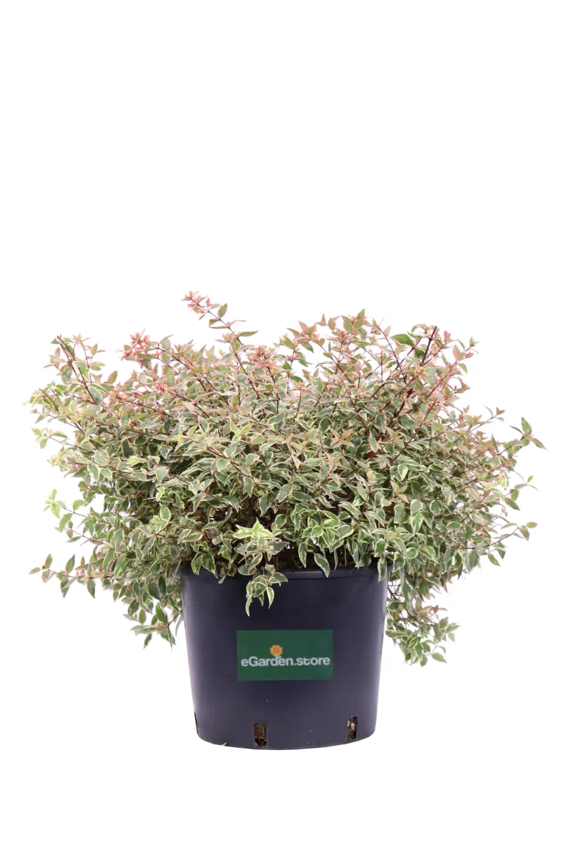 Abelia Grandiflora Tricolor v24 egarden.store online
