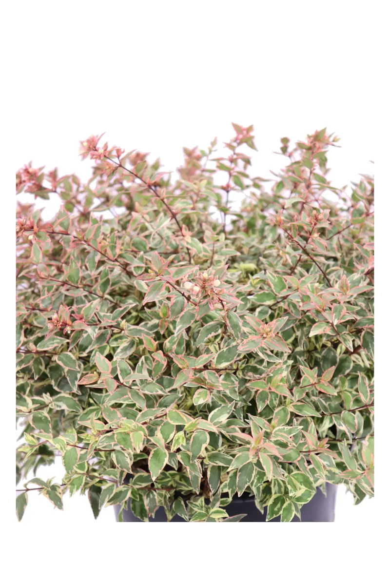 Abelia Grandiflora Tricolor v24 egarden.store online