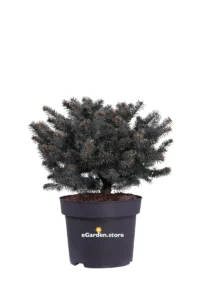 Abete - Picea Pungens Globosa Cespuglio v27 egarden.store online