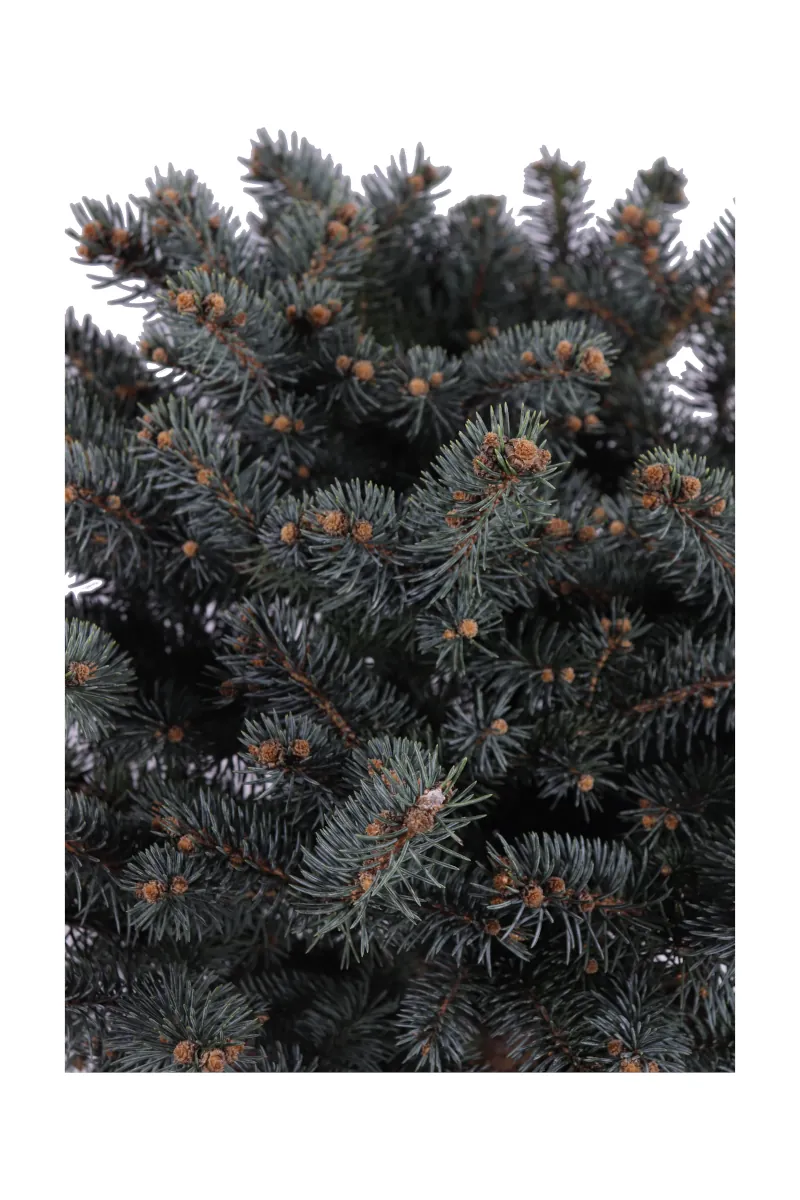 Abete - Picea Pungens Globosa Cespuglio v27 egarden.store online