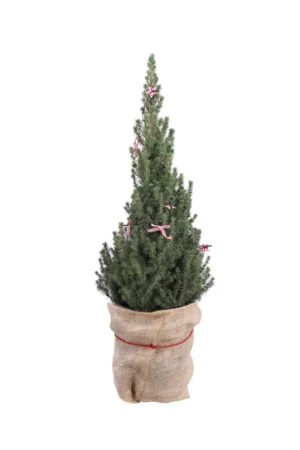 Abete del Canada - Picea Glauca Luci Led