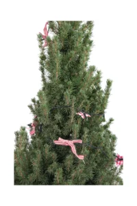 Abete del Canada - Picea Glauca Luci Led v24 egarden.store 2 Abete del Canada - Picea Glauca Luci Led v24 egarden.store online