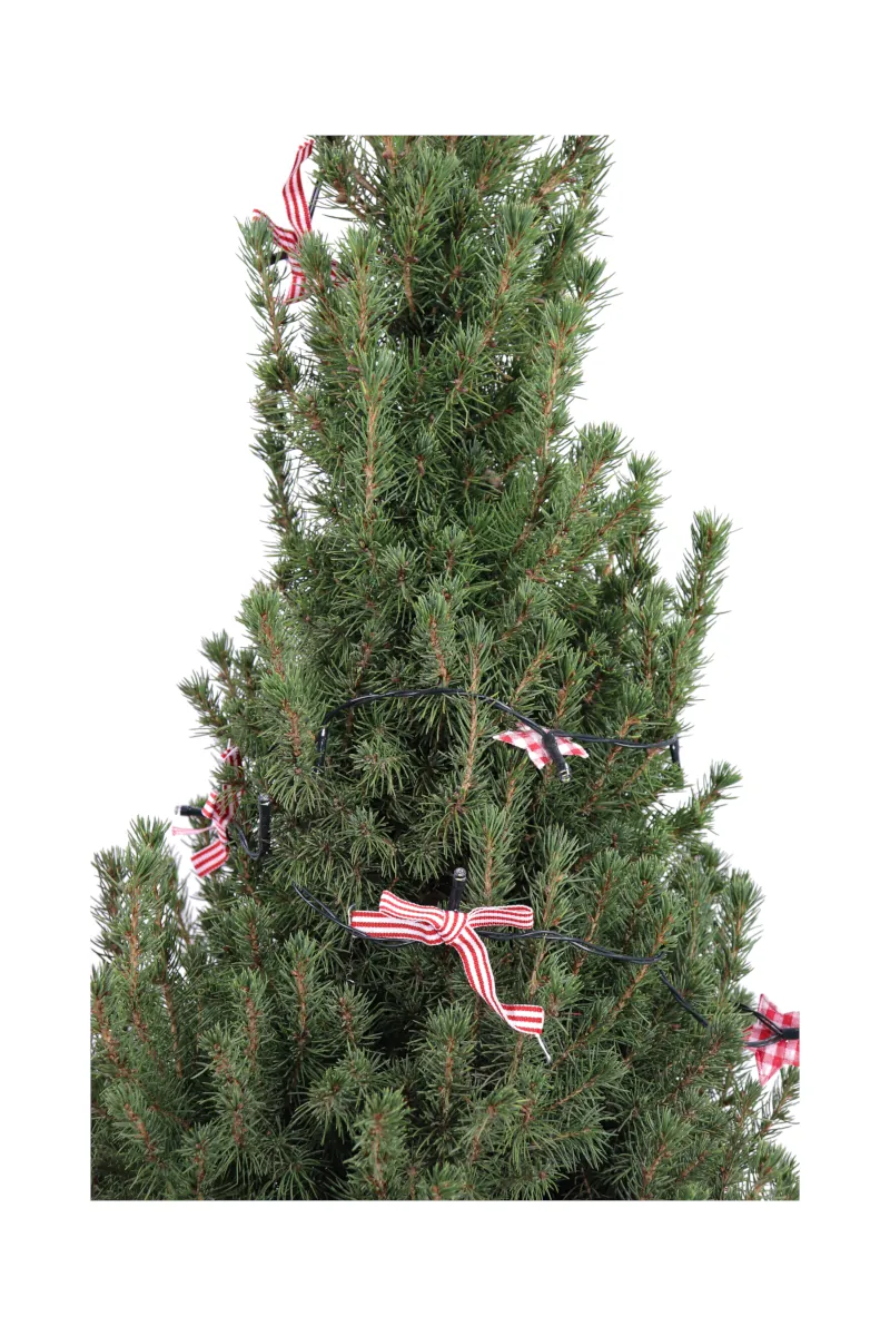 Abete del Canada - Picea Glauca Luci Led v24 egarden.store 2 Abete del Canada - Picea Glauca Luci Led v24 egarden.store online