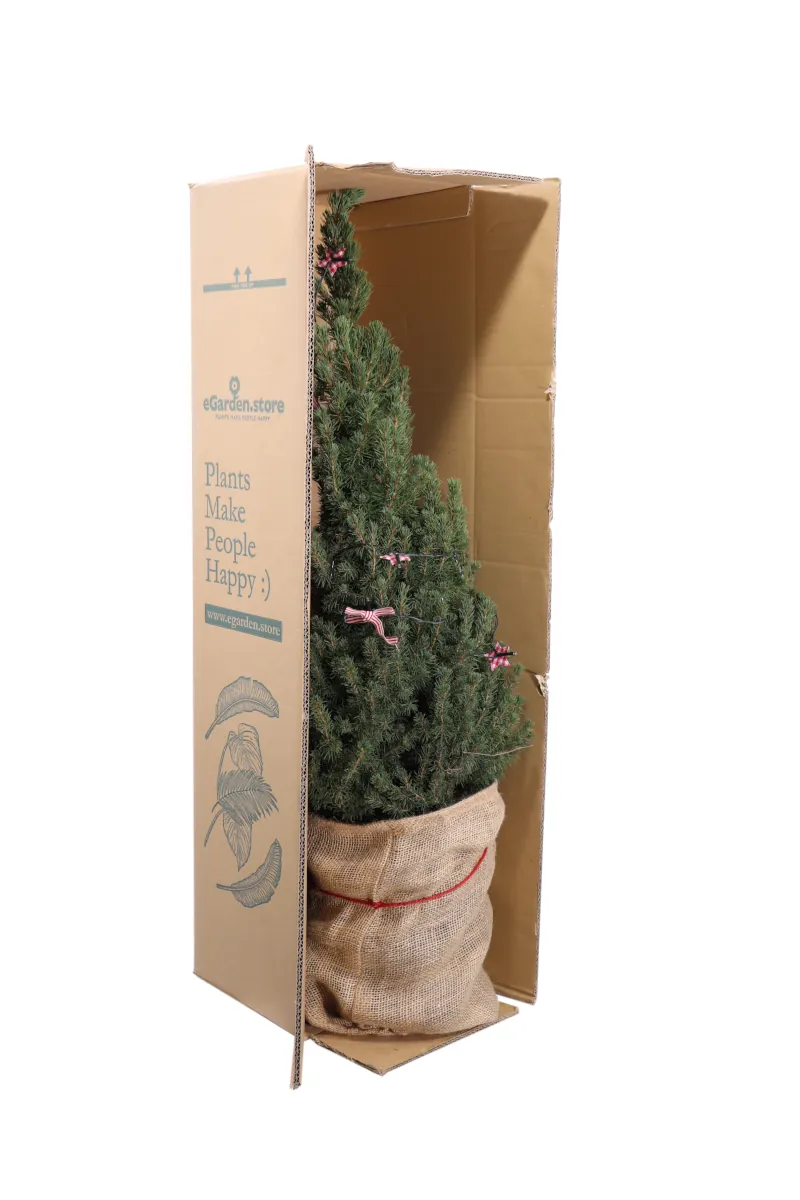 Abete del Canada - Picea Glauca Luci Led v24 egarden.store 3 Abete - Picea Glauca Super Green