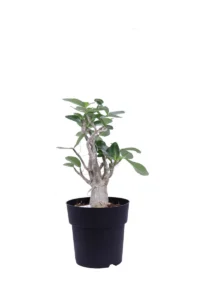 Adenium Obesum Luci Led v19 egarden.store online