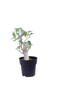 Adenium Obesum Luci Led v19 egarden.store online