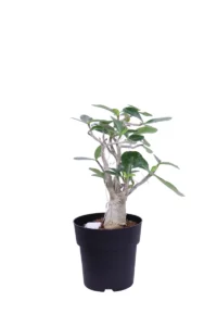 Adenium Obesum Luci Led v19 egarden.store online