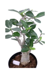Adenium Obesum Luci Led v19 egarden.store online