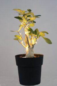 Adenium Obesum led Nat21 v19 egarden.store online