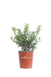 Agrifoglio Alaska - Ilex Aquifolium Alaska v19 egarden.store 1 Agrifoglio Alaska - Ilex Aquifolium Alaska v19 egarden.store online