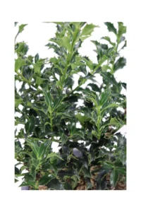 Agrifoglio Alaska - Ilex Aquifolium Alaska v19 egarden.store 2 Agrifoglio Alaska - Ilex Aquifolium Alaska v19 egarden.store online