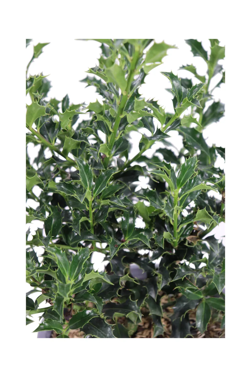 Agrifoglio Alaska - Ilex Aquifolium Alaska v19 egarden.store online