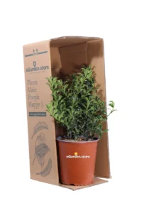 Agrifoglio Alaska - Ilex Aquifolium Alaska v19 egarden.store 3 Agrifoglio Alaska - Ilex Aquifolium Alaska v19 egarden.store online