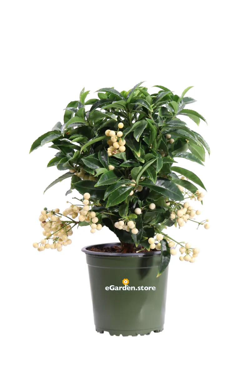 Ardisia Crenata Bospremium White v14 egarden.store online