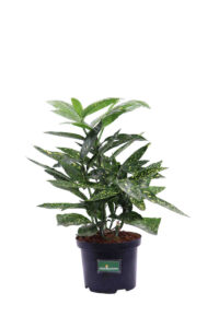 Aucuba Japonica Crotonifolia v17 egarden.store 1 Aucuba Japonica Crotonifolia v17 egarden.store online