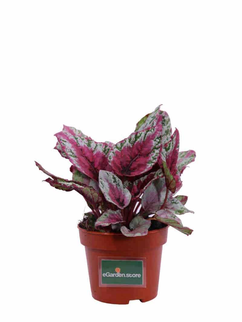 Begonia Beleaf Maui Sunset v12 egarden.store online