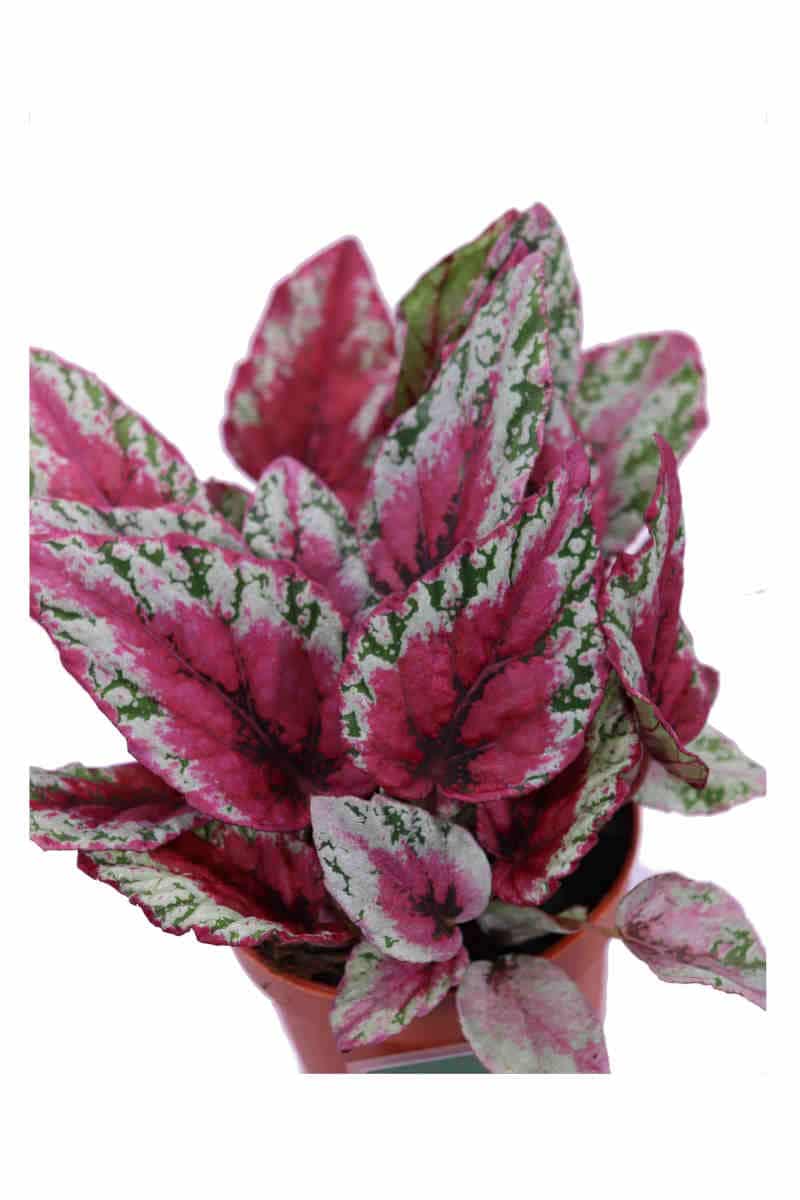Begonia Beleaf Maui Sunset v12 egarden.store online