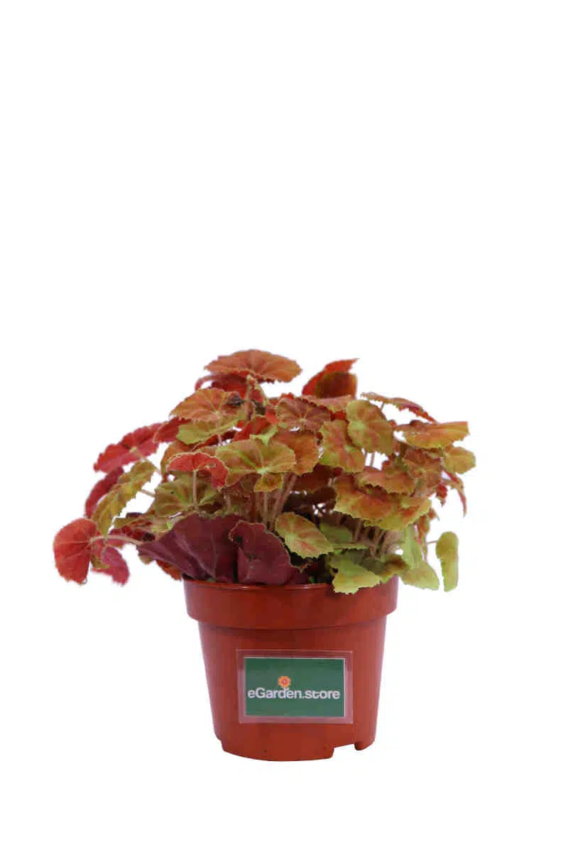 Begonia Blad Amber Love v12 egarden.store online