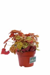 Begonia Blad Amber Love v12 egarden.store online