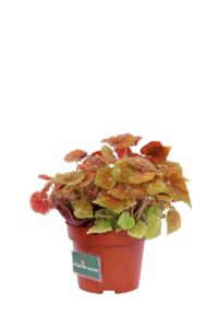 Begonia Blad Amber Love v12 egarden.store online