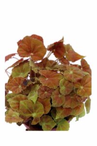 Begonia Blad Amber Love v12 egarden.store online