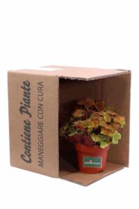 Begonia Blad Amber Love v12 egarden.store online