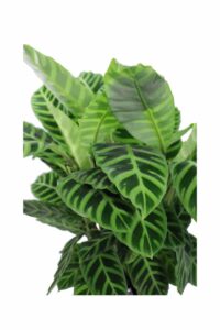 Calathea Zebrina v19 egarden.store online